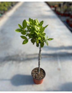 copy of Viburnum Tinus plant