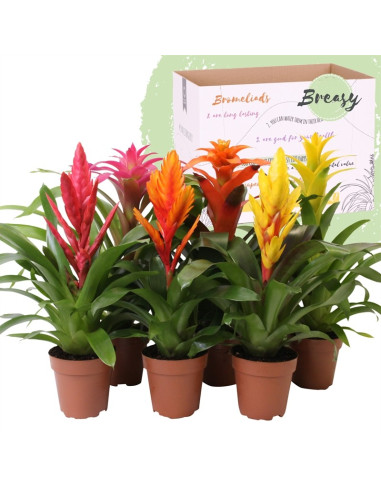 Vendita Pianta di Bromelia Vaso 9cm-Piante Verdi|Mondo Piante