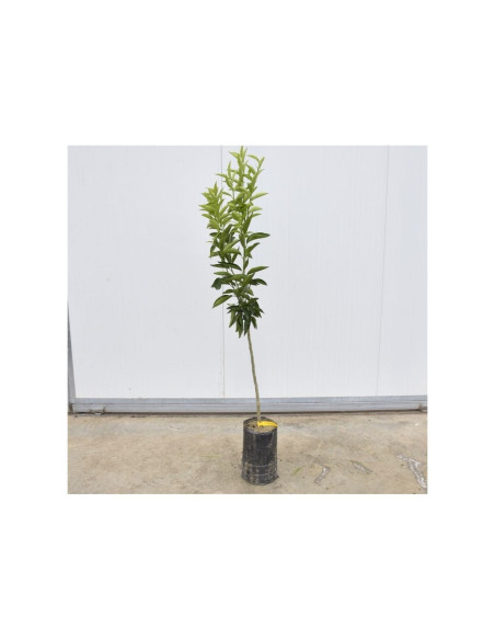 Vendita Albero di Mandarino 3 anni-Alberi di Agrumi|Mondo Piante