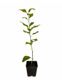 5 Piante di Limone lunario o 4 Stagioni Vaso 7cm