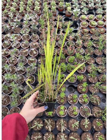 Sale Of Gelsomino Officinale Plant - Climbing Plant | Mondo Piante