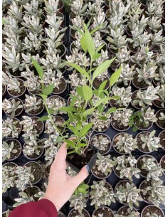 Deutzia, 5x Piante Vaso 7cm