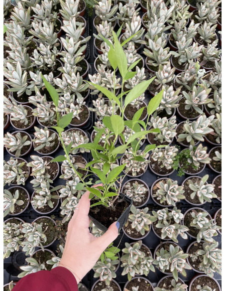 Abelia Plant for Sale - Bush Plants Online | Mondo Piante