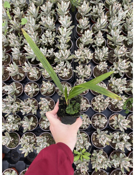 Vendita Pianta Chamaerops Excelsa - Piante Da Cespuglio| Mondo Piante