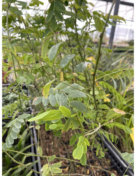 Pianta di Tipuana tipu - Vendita Piante Online | Vivaio Mondo Piante