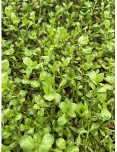 Kit 5 Piante Lippia Repens Vaso 7 cm: Vendita | Mondo Piante
