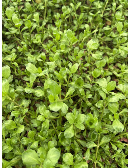 5 Piante di Lippia Repens Vaso 7cm - Piante Da Cespuglio |Mondo Piante