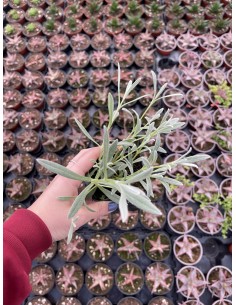 Pianta Cerastium Vaso 7cm