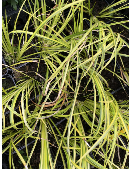 Pianta Acorus - Vendita Pianta Da Cespuglio Online|Vivaio Mondo Piante