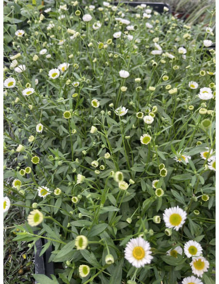 Pianta di Erigeron Vaso 7cm - Vendita Pianta|Vivaio Mondo Piante