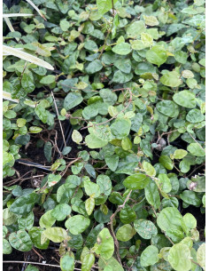 Kit 5 Piante Ficus Repens Vaso 7 cm: Vendita | Mondo Piante