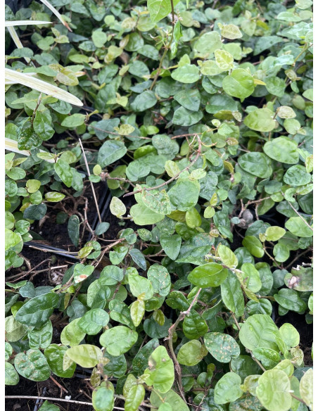 5 Piante di Ficus repens in Vaso 7cm-Piante Da Cespuglio |Mondo Piante