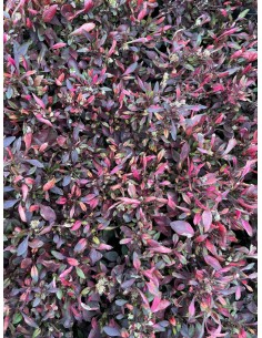 Pianta Alternanthera...