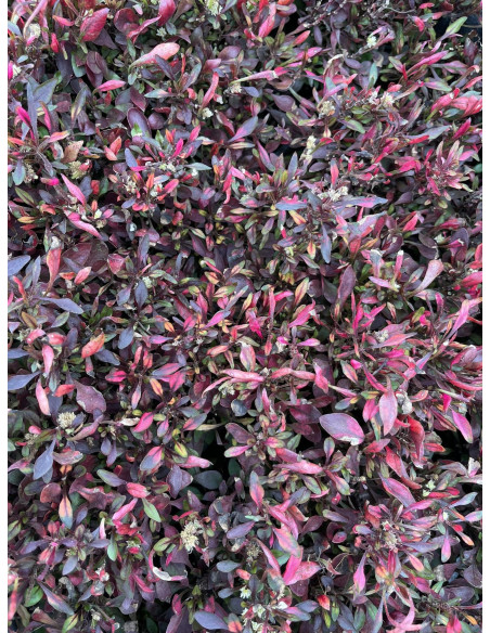 5 Piante di Alternanthera  vaso 7cm - Pianta Da Cespuglio|MondoPiante