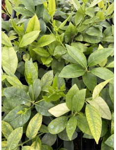 5 Piante di Lime Vaso 7cm