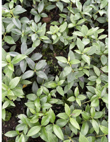 Offerta 5x Piante Osmanto (Osmanthus) Vaso 7cm | Mondo Piante