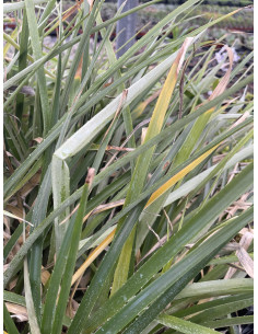 Pianta Puya Dasylirioides Vaso 7cm | Piante Rare | Mondo Piante
