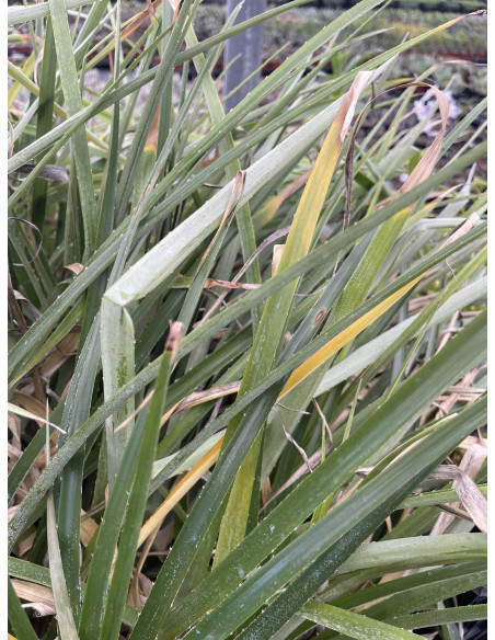 Pianta Puya - Vendita Pianta Da Cespuglio Online | Vivaio Mondo Piante