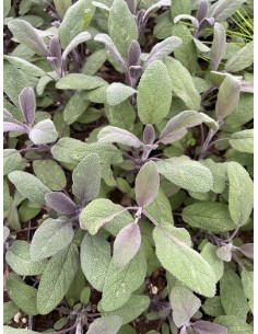 5 Piante di Salvia Purpurea...
