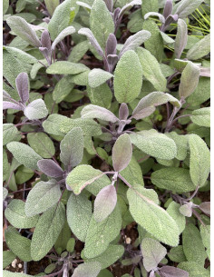 Kit 5 Piante Salvia Purpurea Vaso 7 cm | Mondo Piante