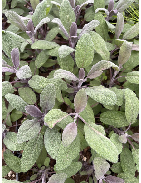 5 Piante di Salvia Purpurea Vaso 7cm-Piante Aromatiche | Mondo Piante