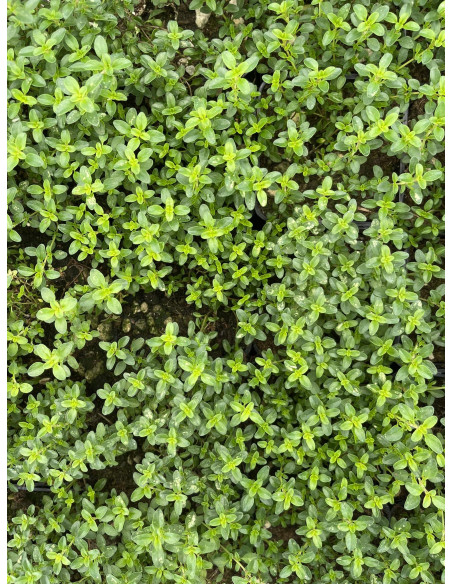 5 Piante di Timo al Limone Vaso 7cm-Piante Aromatiche|Mondo Piante