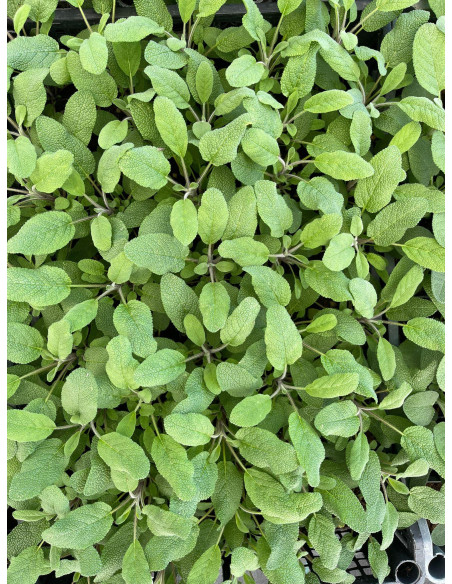 5 Piante di Salvia in Vaso 7cm- Online Piante Aromatiche|Mondo Piante