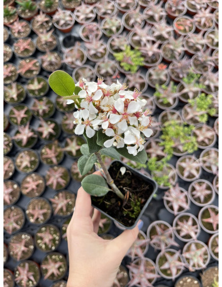 Pianta Rhaphiolepis - Vendita Pianta  Online | Vivaio Mondo Piante