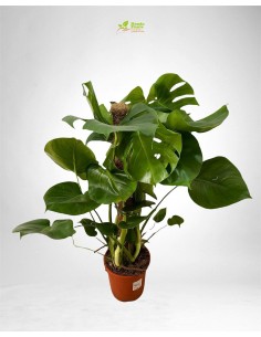 copy of Alocasia tree