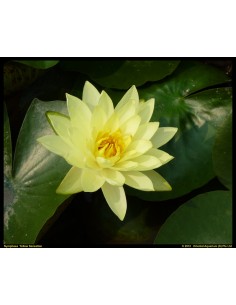 Nymphaea Yellow Sensation
