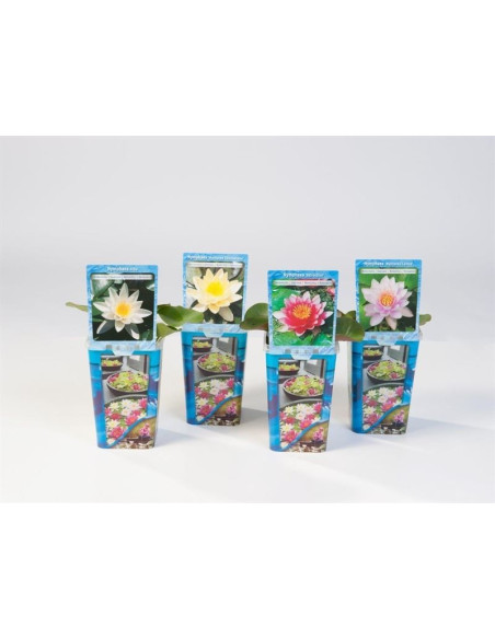 Vendita Pianta Nymphaea In plastic cup-Piante Verdi|Mondo Piante