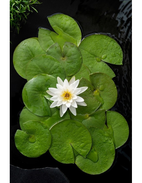 Vendita Pianta Nymphaea Marliacea Albida-Piante Verdi|Mondo Piante