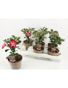 Pianta Adenium obesum...
