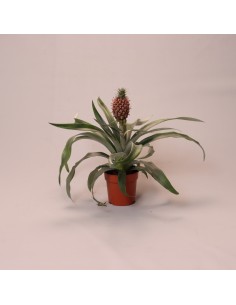 Pineapple Plant