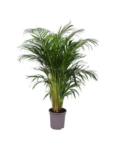 Pianta di Areca (Dypsis lutescens) Vaso 21cm | Mondo Piante