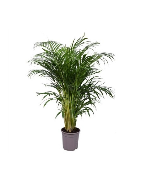 Pianta di Areca (Dypsis lutescens) Vaso 21cm | Mondo Piante
