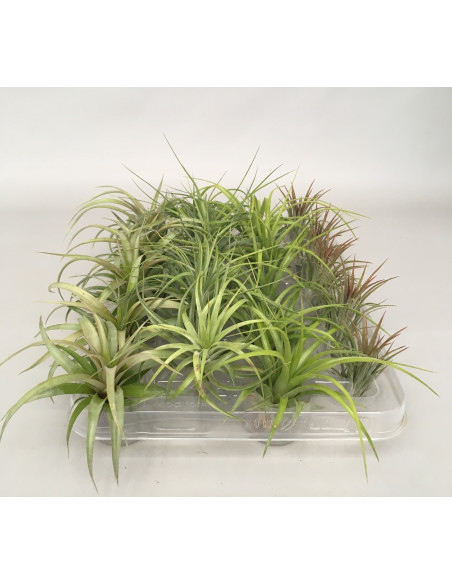 Vendita Pianta da interno Tillandsia-Piante Verdi | Mondo Piante