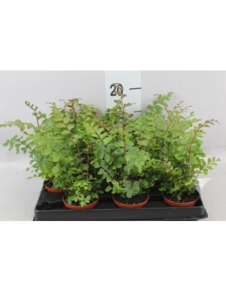 Vendita Pianta Didymochlaena Truncatula-Piante Verdi Online|Mondo Piante