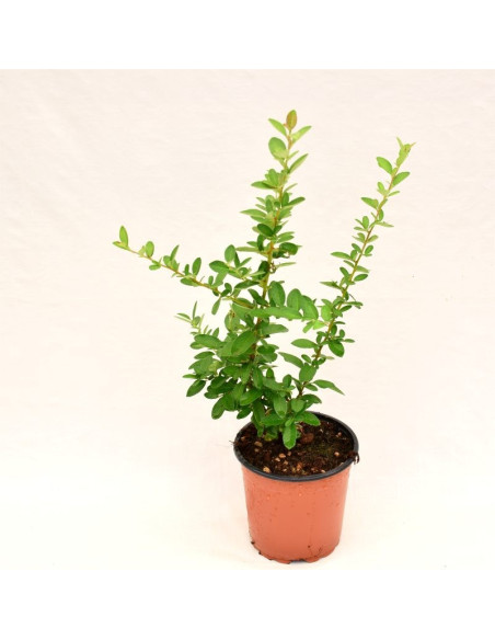 Sell ​​Crategus Plant - Hedge Plants Online| Mondo Piante