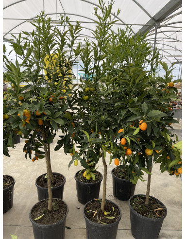 Albero di Mandarino Cinese (Kumquat) 3 Anni | Mondo Piante
