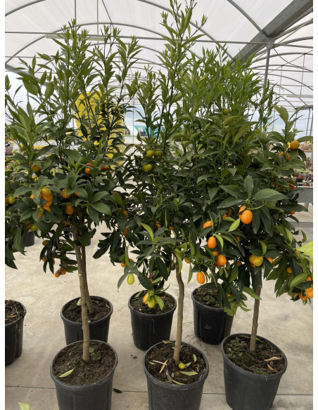 Albero di Mandarino Cinese (Kumquat) 3 Anni | Mondo Piante