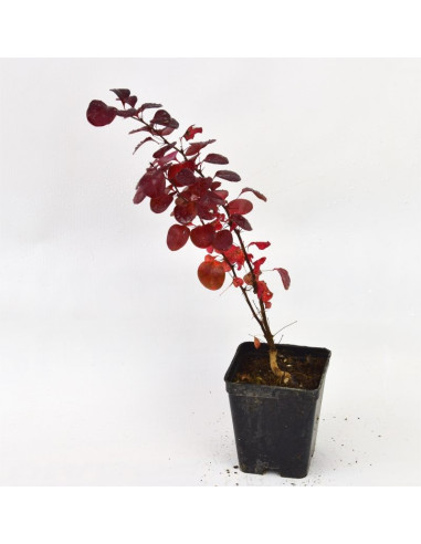 Kit 5 Piante Berberis Thunbergii Vaso 7 cm | Mondo Piante
