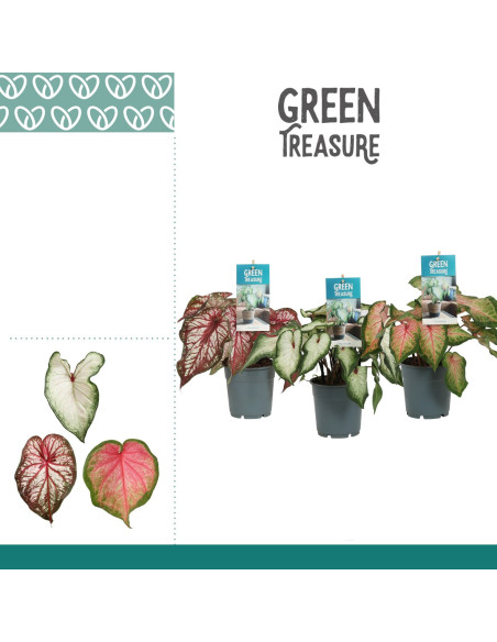 Vendita Pianta di Caladium-Piante Verdi|Mondo Piante