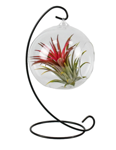 copy of Tillandsia plant on wooden block
