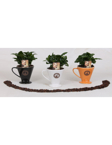 Vendita Pianta Caffè Arabica-Piante Da Cespuglio Online | Mondo Piante