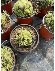 Vendita Haworthia retusa | La Succulenta Stella di Vetro | MondoPiante 2