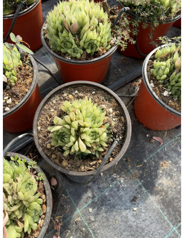 Vendita Haworthia retusa | La Succulenta Stella di Vetro | MondoPiante