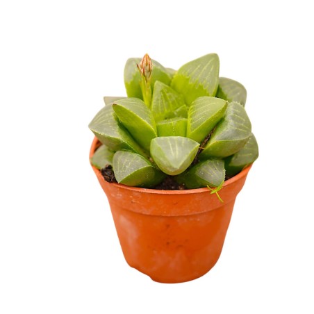 Haworthia Cooperi Plant for Sale-Succulent Plants|Mondo Piante