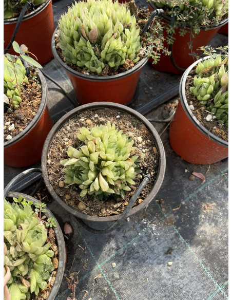 Vendita Haworthia retusa | La Succulenta Stella di Vetro | MondoPiante