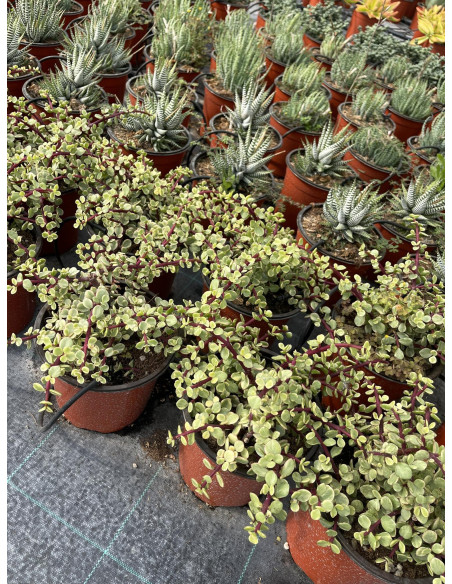 Vendita Portulacaria afra Variegata| Bonsai degli Elefanti|MondoPiante